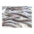 Blue Whiting 23+ (Carton)