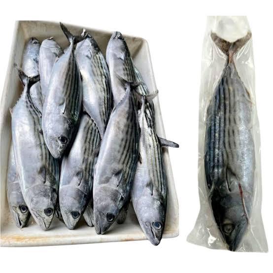 Bonito Fish 17kg