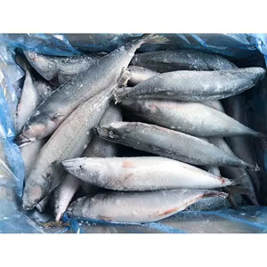 Frozen Mackerel AAA