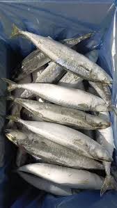Frozen Mackerel AAA