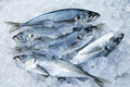 Horse Mackerel Carton