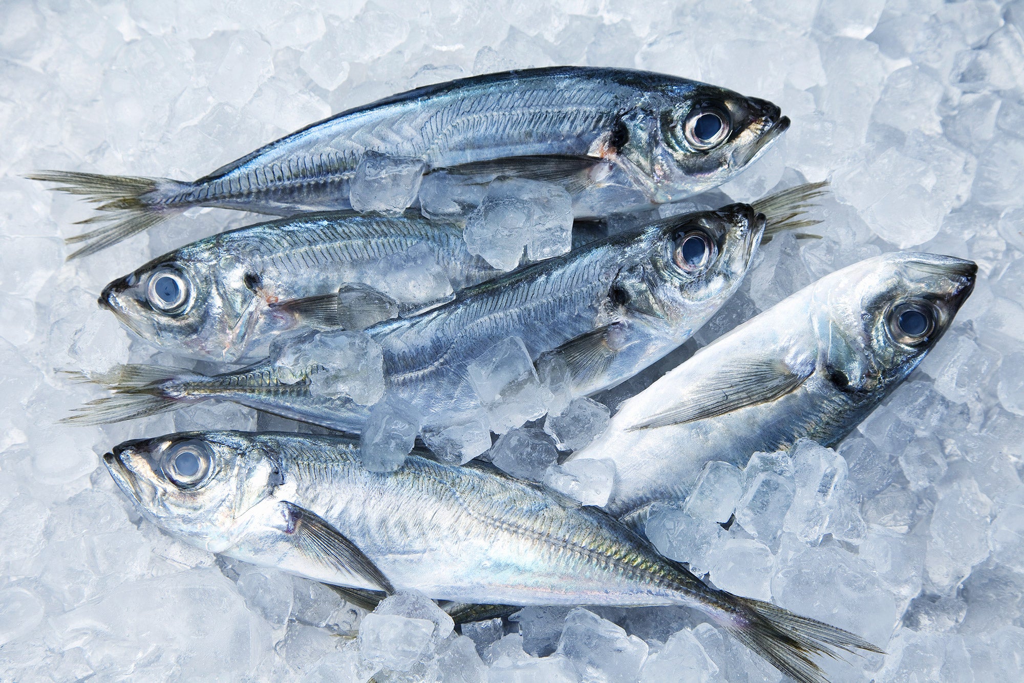 Horse Mackerel Carton