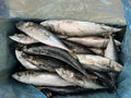 Korean Mackerel 20 + 20kg