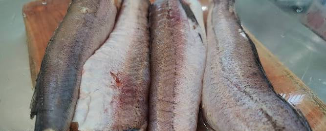 Mexico Hake 15kg (Carton)
