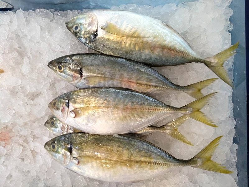 Yellow Tail Fish 2/4 10kg